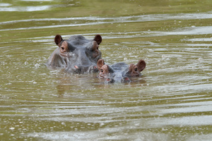 Hippos