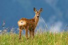 Ein kleiner Blick in die grosse Welt