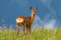Ein kleiner Blick in die grosse Welt
