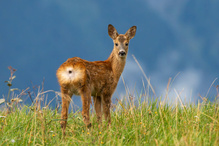 Ein kleiner Blick in die grosse Welt
