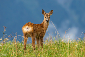 Ein kleiner Blick in die grosse Welt