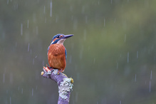 Eisvogel im Regen