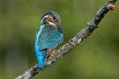 Junge Eisvogeldame