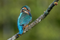 Junge Eisvogeldame
