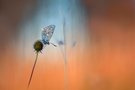 Icarus im August