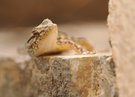Gecko