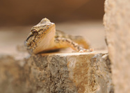 Gecko