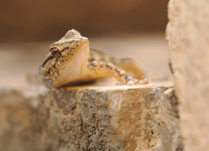 Gecko