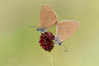 der dunkle Wiesenknopf-Ameisenbläuling