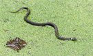 natrix natrix