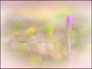 Herbstzeitlose