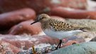 Sanderling