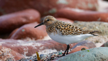 Sanderling