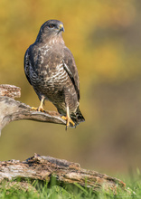 Bussard in der Abendsonne beim chillen