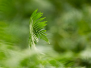 Die Schwinge des Adlers