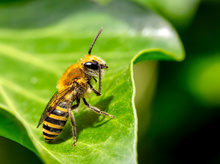die Efeu-Seidenbiene (Colletes hederae)