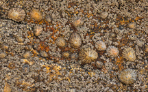 Felsen-Details