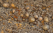 Felsen-Details