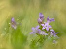 Bergwiese im Spätsommer