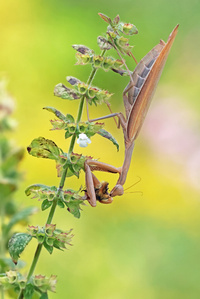 Mantis beim Mittagessen