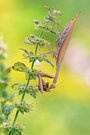 Mantis beim Mittagessen