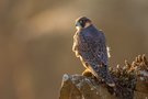 Wanderfalke juvenil – Falco peregrinus
