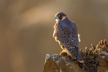 Wanderfalke juvenil – Falco peregrinus