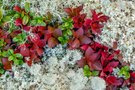 Farben und Formen des Fjells