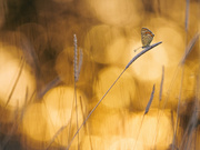 Feuer in der Wiese