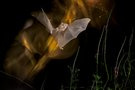 Ein Geist der Nacht – für den Bruchteil einer Sekunde im Licht