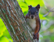 Halb Ohr Hörnchen