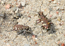 Dünensandlaufkäfer