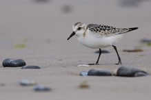 Sanderling