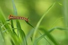 Grasglucke