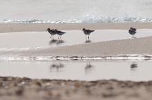Strandbesucher