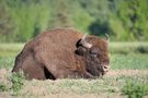 Europäischer Wisent (Bison bonasus)