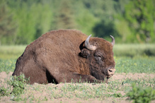 Europäischer Wisent (Bison bonasus)