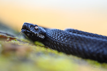 Vipera berus