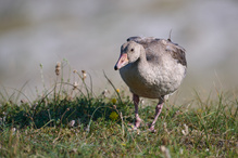 Gans schön!