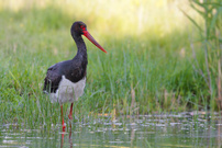 Schwarzstorch