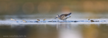 Fliegende Fische im Oderbruch? Ja, kommt vor...
