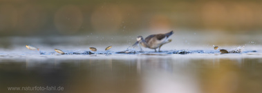 Fliegende Fische im Oderbruch? Ja, kommt vor...