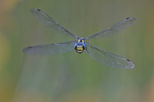 Auge in Auge mit einer Blaugrünen Mosaikjungfer