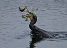 Fisch mit Beilage