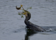 Fisch mit Beilage
