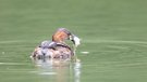 Eisvogel mit Beute