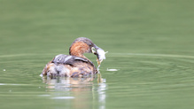 Eisvogel mit Beute