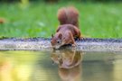 Die Hitze treibt sie ans Wasser
