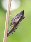 eine Schmetterlingspuppe
