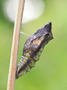 eine Schmetterlingspuppe